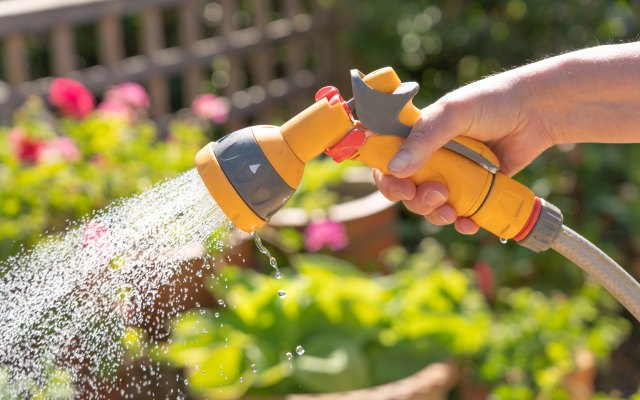 A hose being used to water plants