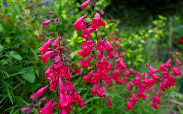 pink flowers
