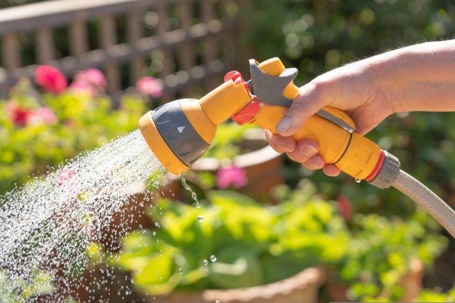 A hose being used to water plants