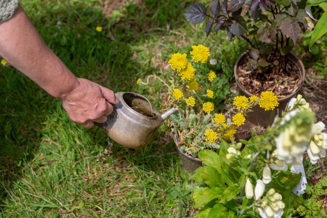 Little watering can