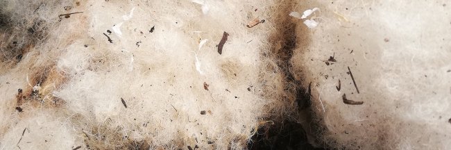 Sheep wool