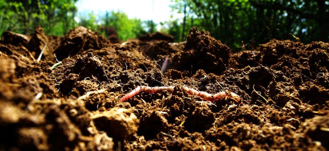 Healthy soil