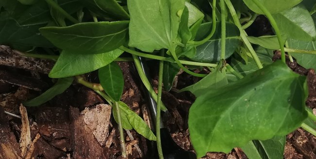 Weeds as mulch