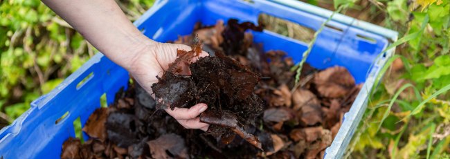 leaf compost