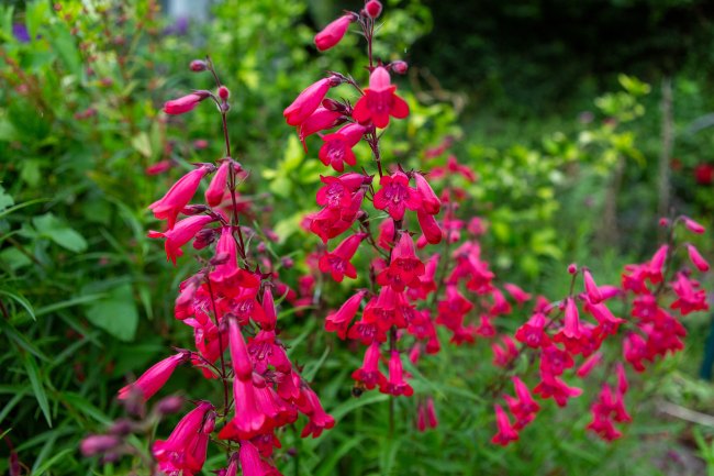 pink flowers